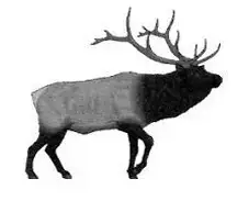 richardson meats - wild game picture of a elk to demonstrate the cut option