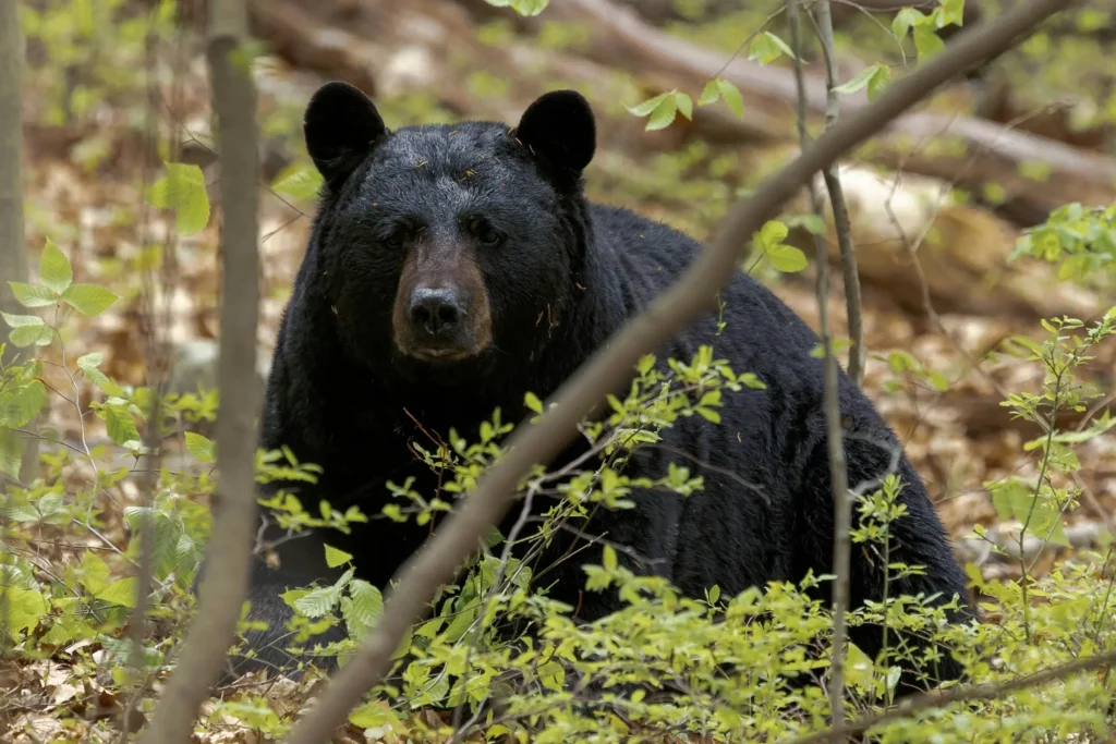 picture of a bear to demonstrate the cut option at richardson meats